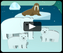 vidéo - Les animaux de l'Arctique